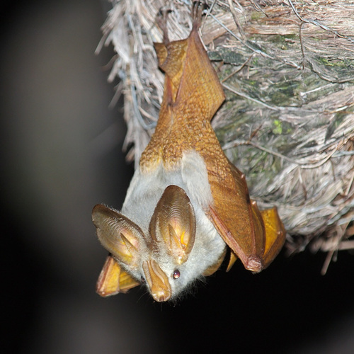 Image of Yellow-winged bat