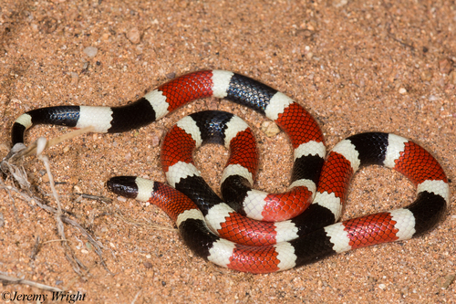 Image of Sonoran Coral Snake