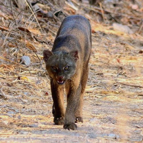 Image of Jaguarundi