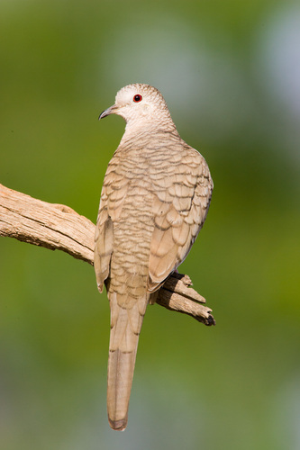 Image of Inca Dove