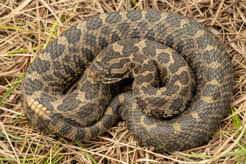 Image of Massasauga Rattlesnake