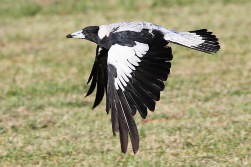 Image of Australian Magpie