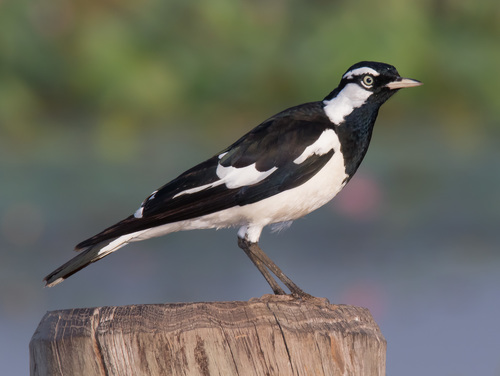 Image of Magpie-lark